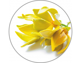 Aroma-Essense Lemon 10 mml   